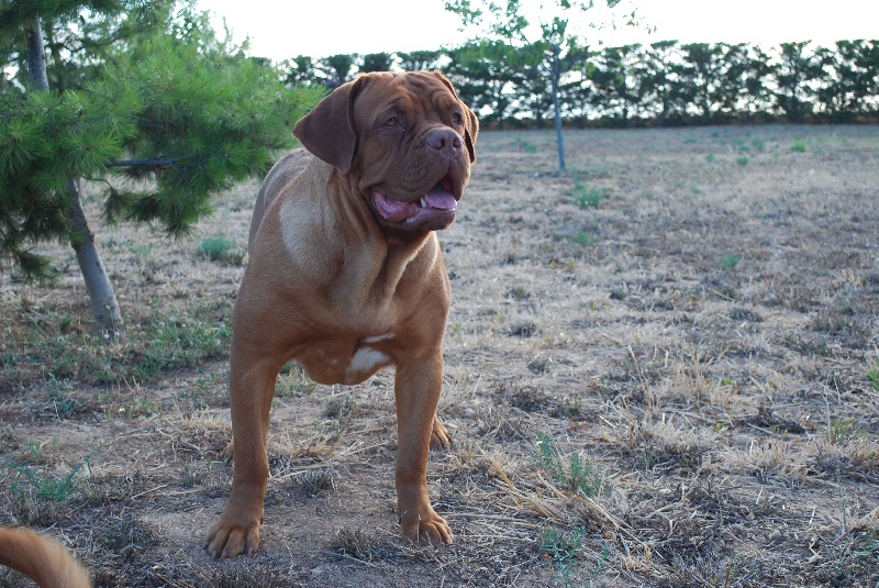 Endy de la croix d'occitanie