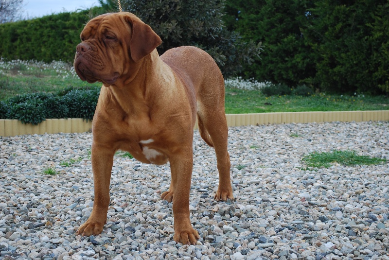 Endy de la croix d'occitanie