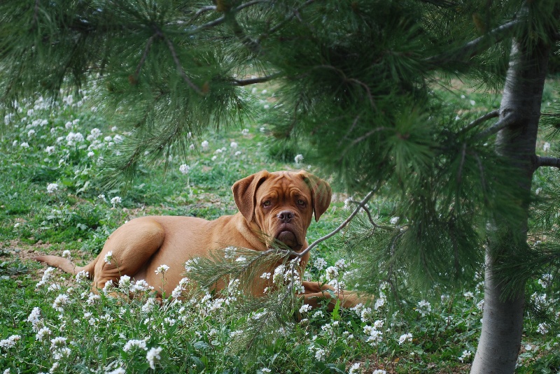 Endy de la croix d'occitanie